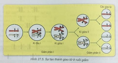 Khoa học tự nhiên 9 Bài 27: Di truyền liên kết và liên kết với giới tính