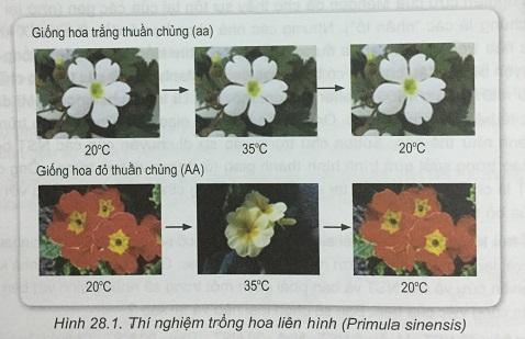 Khoa học tự nhiên 9 Bài 28: Mối quan hệ giữa kiểu gen - Môi trường - Kiểu hình