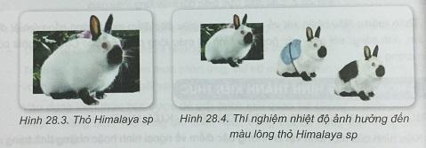 Khoa học tự nhiên 9 Bài 28: Mối quan hệ giữa kiểu gen - Môi trường - Kiểu hình