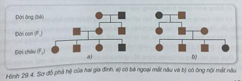 Khoa học tự nhiên 9 Bài 29: Di truyền học người