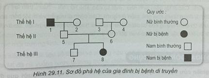 Khoa học tự nhiên 9 Bài 29: Di truyền học người