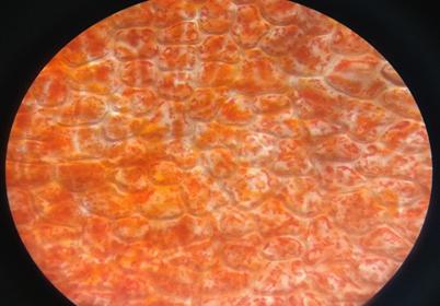 Giải VBT Sinh học lớp 6 bài 6