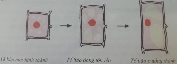 Sự lớn lên và phân chia các tế bào