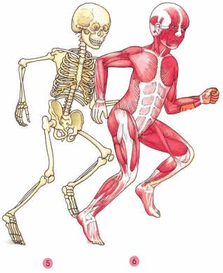 Giải bài tập SGK Tự nhiên và xã hội 2 bài 1: Cơ quan vận động