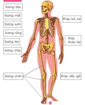 Giải bài tập SGK Tự nhiên và xã hội 2 bài 2: Bộ xương