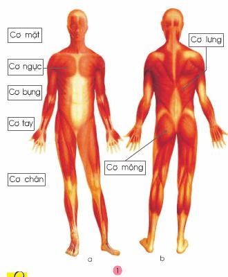Giải bài tập SGK Tự nhiên và xã hội 2 bài 3