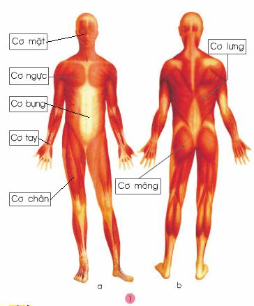 Giải bài tập SGK Tự nhiên và xã hội 2 bài 3