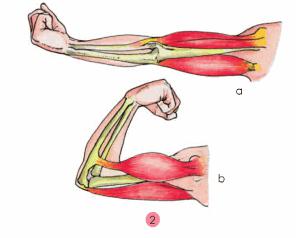 Giải bài tập SGK Tự nhiên và xã hội 2 bài 3