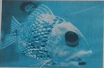 Giải SBT Tin học 3 - Bài 5: Máy tính trong đời sống