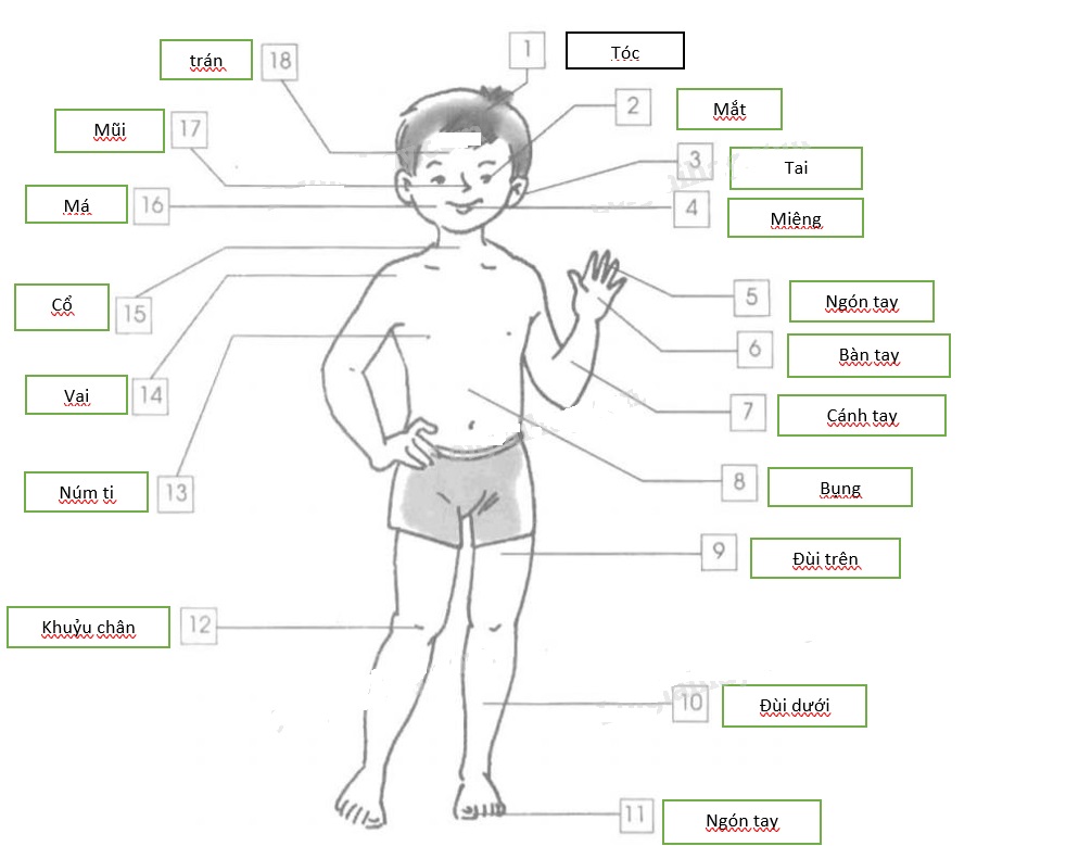 Giải vở bài tập Tự nhiên và Xã hội 1 bài 1: Cơ thể chúng ta