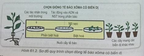 Khoa học tự nhiên 9 bài 61: Công nghệ tế bào