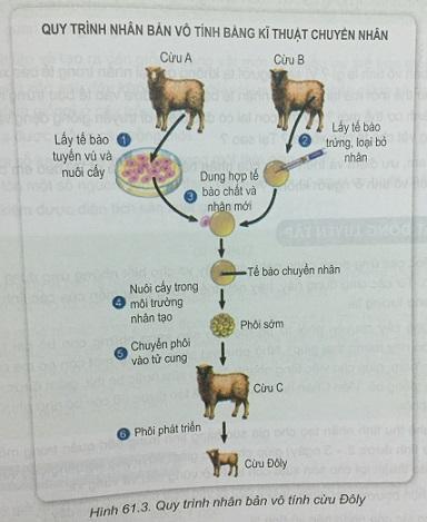 Khoa học tự nhiên 9 bài 61: Công nghệ tế bào