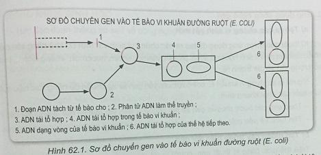 Khoa học tự nhiên 9 bài 62: Công nghệ gen