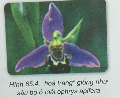 Khoa học tự nhiên 9 bài 65: Sinh vật thích nghi kì diệu với môi trường