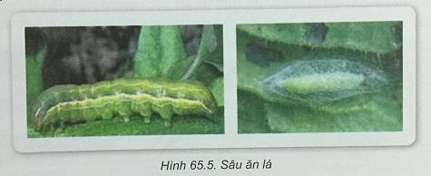 Khoa học tự nhiên 9 bài 65: Sinh vật thích nghi kì diệu với môi trường