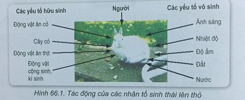 Khoa học tự nhiên 9 bài 66: Luyện tập sinh vật với môi trường