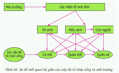 Khoa học tự nhiên 9 bài 68: Tổng kết chương trình sinh học toàn cấp trung học cơ sở