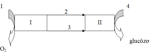 Đề kiểm tra 1 tiết môn Sinh học 11