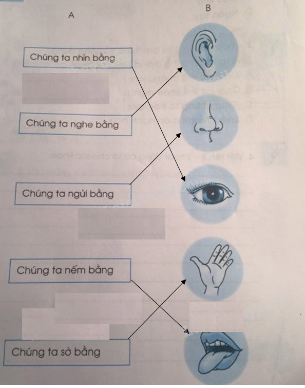 Giải vở bài tập Tự nhiên và Xã hội 1 bài 10