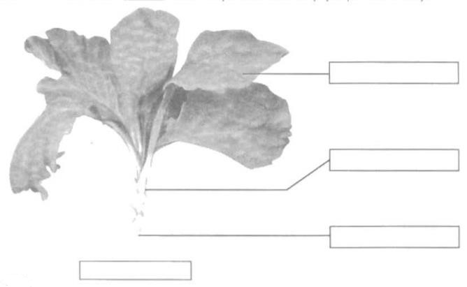 Giải vở bài tập Tự nhiên và Xã hội 1 bài 22