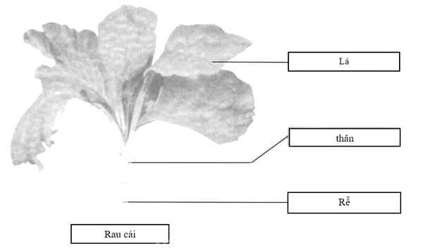 Giải vở bài tập Tự nhiên và Xã hội 1 bài 22
