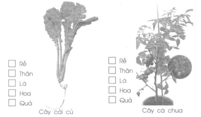 Giải vở bài tập Tự nhiên và Xã hội 1 bài 22