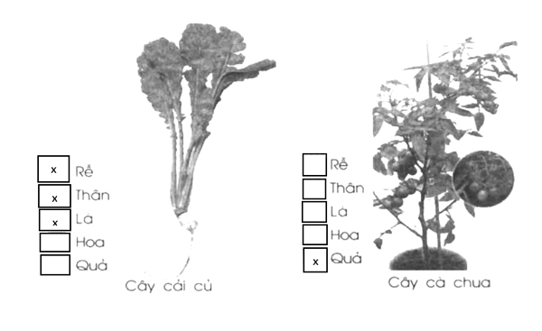 Giải vở bài tập Tự nhiên và Xã hội 1 bài 22