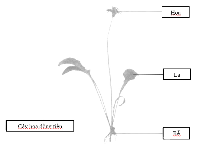 Giải vở bài tập Tự nhiên và Xã hội 1 bài 23