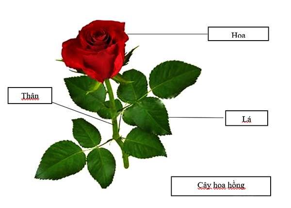 Giải vở bài tập Tự nhiên và Xã hội 1 bài 23