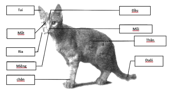 Giải vở bài tập Tự nhiên và Xã hội 1 bài 27