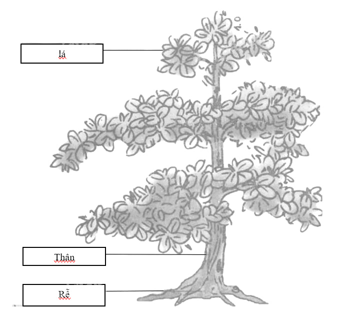 Giải vở bài tập Tự nhiên và Xã hội 1 bài 24: Cây gỗ