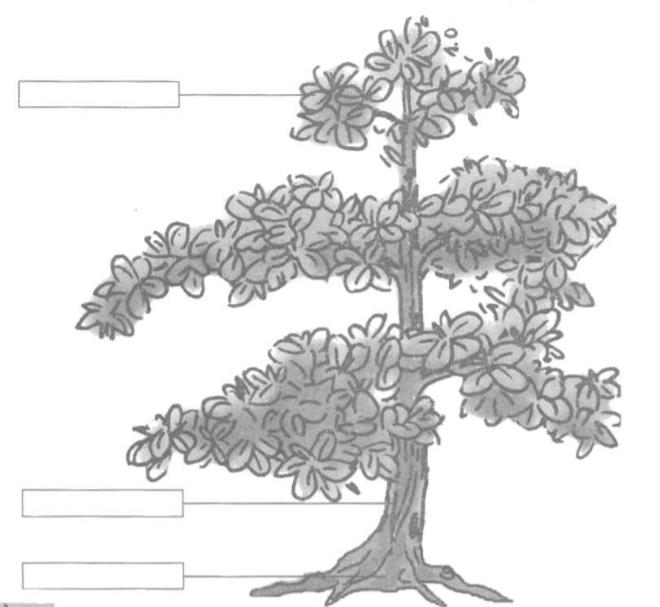 Giải vở bài tập Tự nhiên và Xã hội 1 bài 24: Cây gỗ