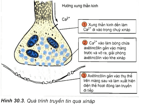 25 câu trắc nghiệm Sinh học 11 lời giải câu 22