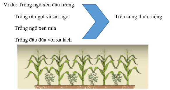 Lý thuyết, Trắc nghiệm Công nghệ 7