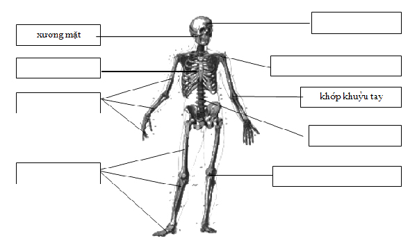 Giải Vở bài tập Tự nhiên và xã hội 2 bài 2