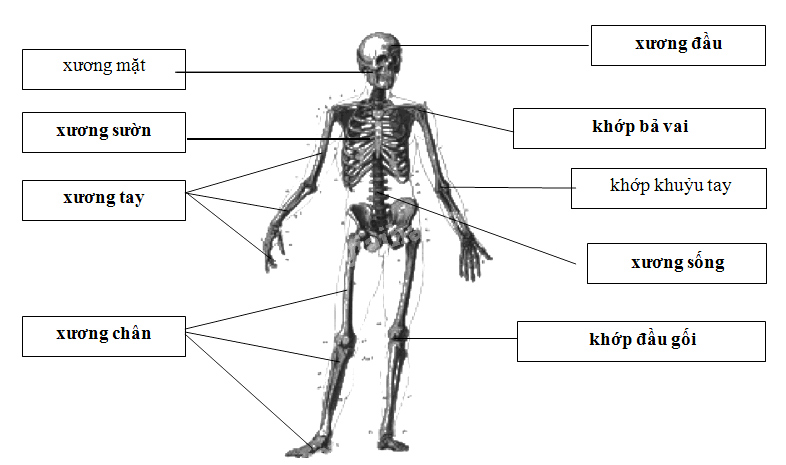Giải Vở bài tập Tự nhiên và xã hội 2 bài 2