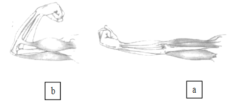 Giải Vở bài tập Tự nhiên và xã hội 2 bài 3