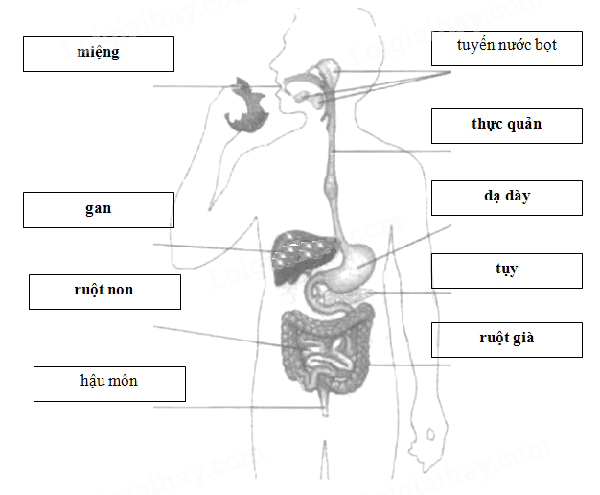 Giải Vở bài tập Tự nhiên và xã hội 2 bài 5