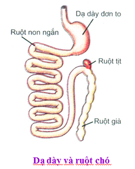 Đề kiểm tra giữa kì 1 môn Sinh học 11 phần tự luận câu 2 hình A