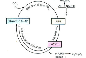 Đề kiểm tra giữa kì 1 môn Sinh học 11 phần tự luận câu 1