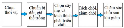 Soạn Công nghệ 9 bài Kĩ thuật trồng hoa đồng tiền VNEN