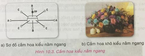 Soạn Công nghệ 9 bài Một số kiểu cắm hoa nghệ thuật đơn giản VNEN