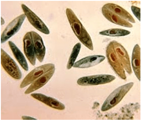 lý thuyết môn sinh học 7