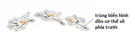 lý thuyết môn sinh học 7