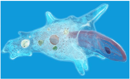 lý thuyết môn sinh học 7