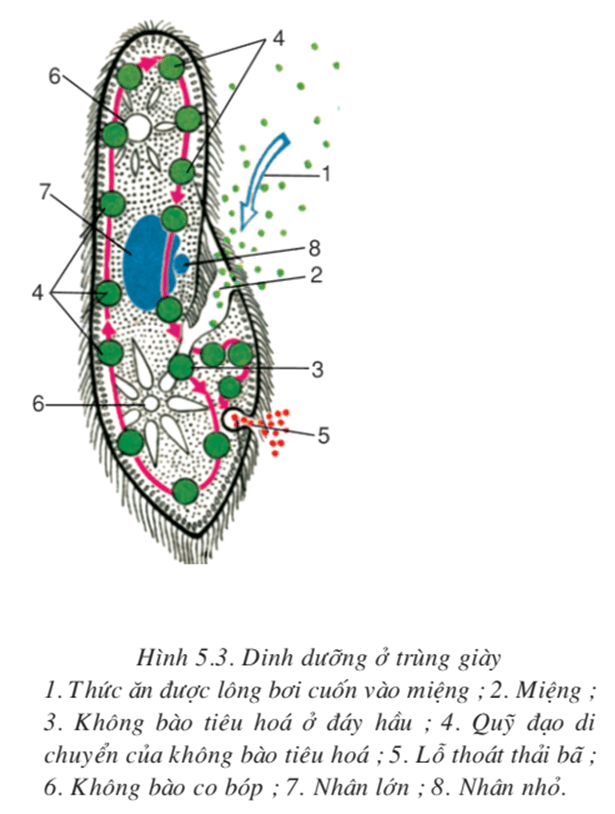 lý thuyết môn sinh học 7