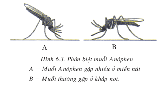 lý thuyết môn sinh học 7