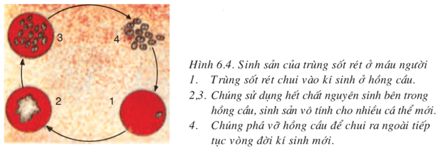 lý thuyết môn sinh học 7