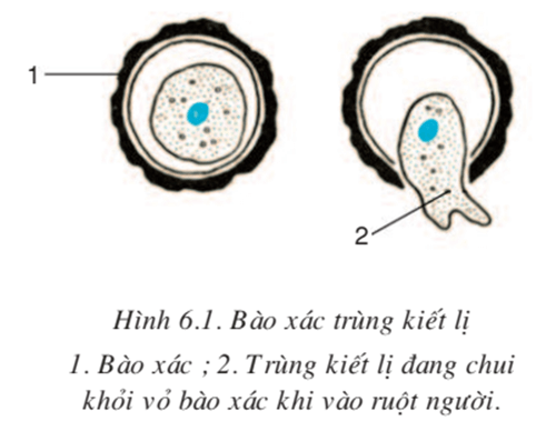 lý thuyết môn sinh học 7