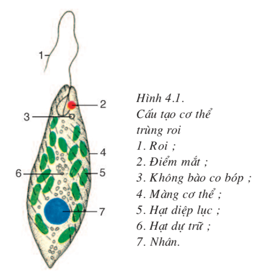 lý thuyết môn Sinh học 7